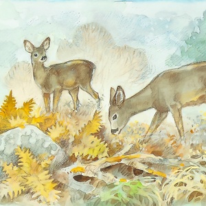 Postcard roe deers