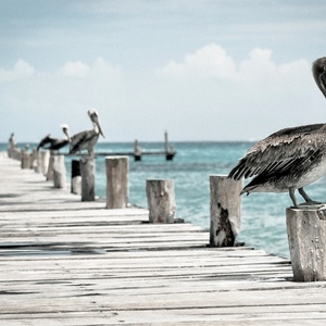 molo z pelikanami - zdjęcie 1
