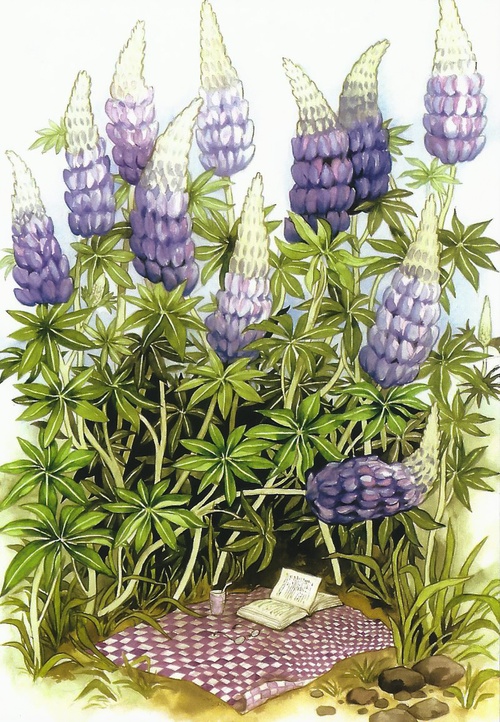 lupines - picture 1