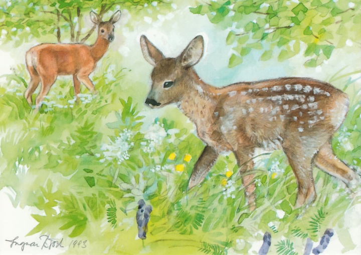 young deers - picture 1