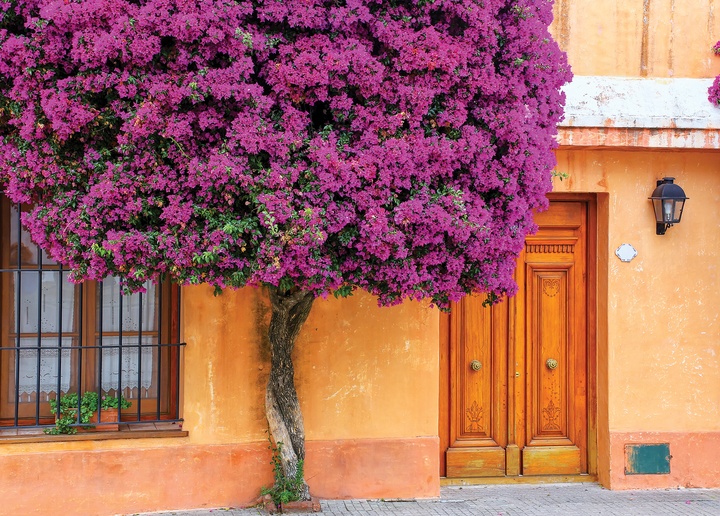 blooming bougainvillea tree - picture 1