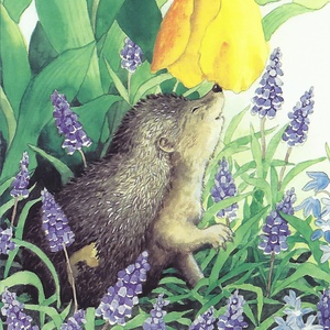 hedgehog in garden - picture 1