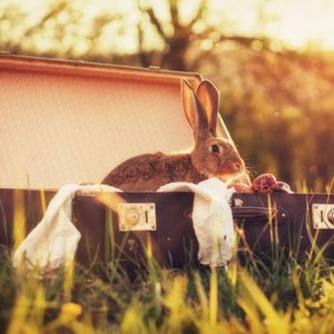 królik w walizce - zdjęcie 1