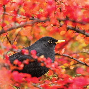Postcard common blackbird