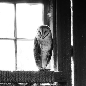 barn owl - picture 1