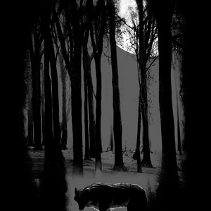 ciemny las - zdjęcie 1