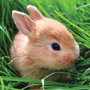 Postcard bunny on grass