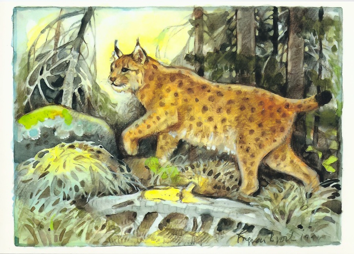 lynx - picture 1
