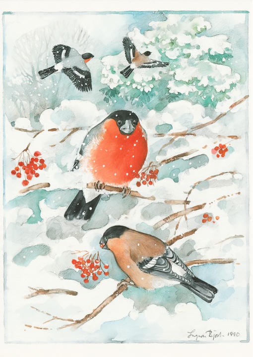 bullfinches - picture 1