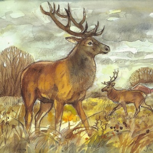 Postcard deer