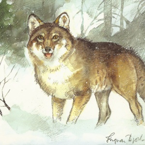 Postcard gray wolf
