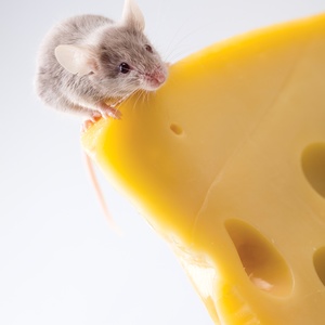 mouse on cheese - picture 1