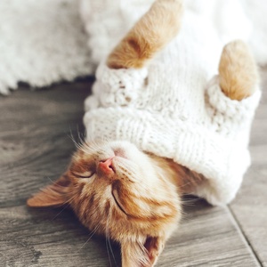 Postcard kitten wearing knitted sweater