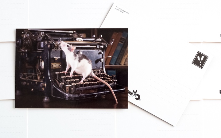 szczurek w bibliotece - zdjęcie 2