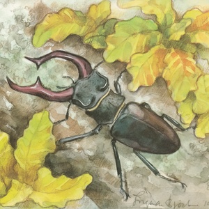 Postcard stag beetle