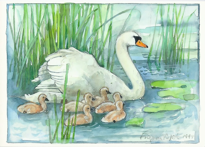 swan with cygnets - picture 1