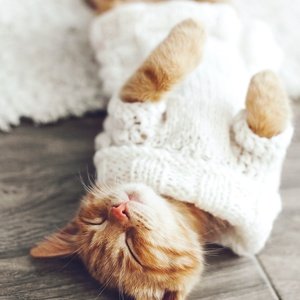 kitten wearing knitted sweater - picture 1