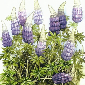 Collection garden - lupines