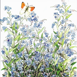 Collection garden - forget-me-nots