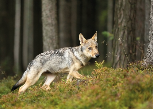 young cub of gray wolf - picture 1