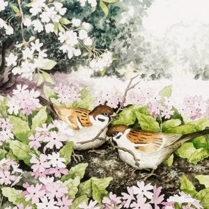 Collection garden - sparrows