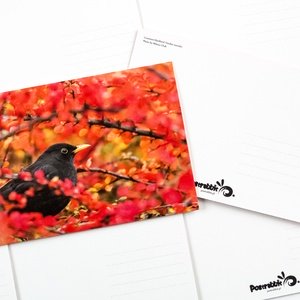 common blackbird - picture 2