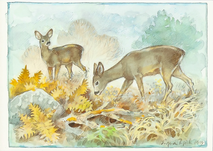 roe deers - picture 1
