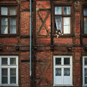 windows of jeżycka st. in poznań - picture 1