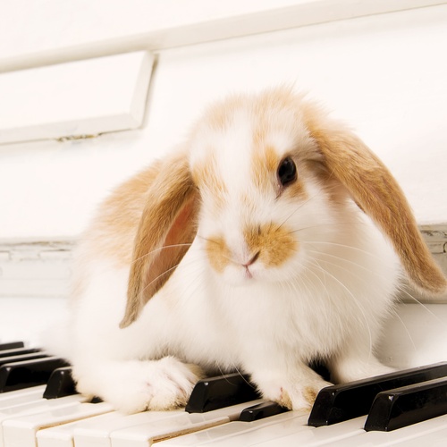 królik na pianinie - zdjęcie 1