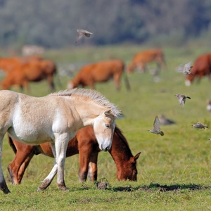 foal and starlings - picture 1