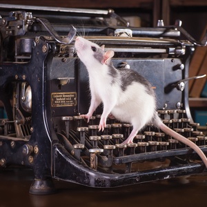 szczurek w bibliotece - zdjęcie 1