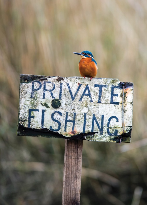 kingfisher - picture 1