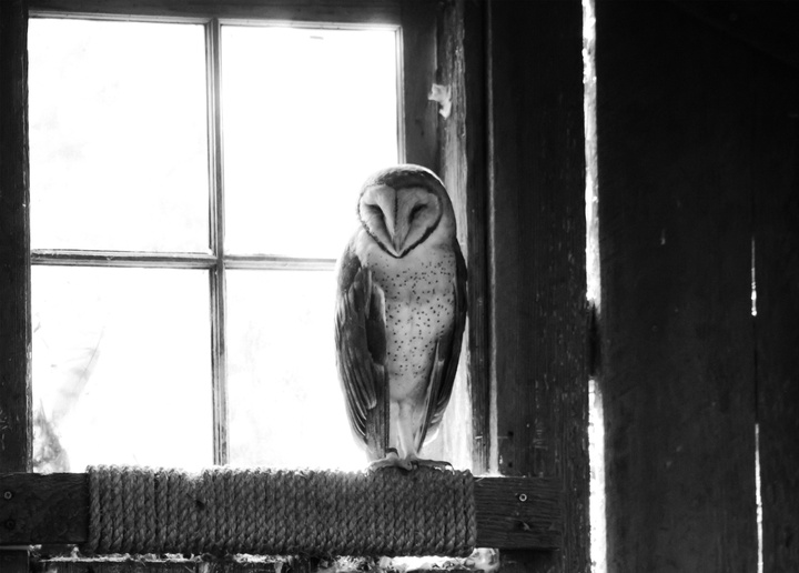 barn owl - picture 1