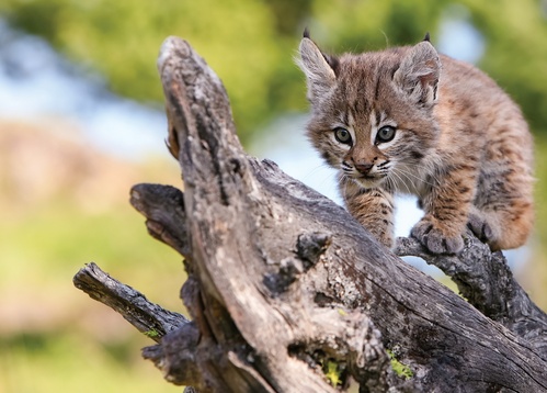 playful lynx - picture 1