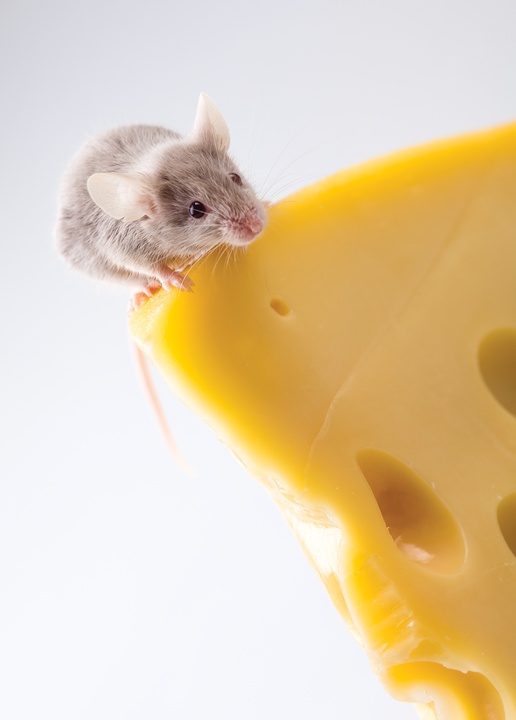 mouse on cheese - picture 1