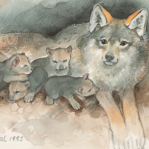 Postcard she-wolf with cubs