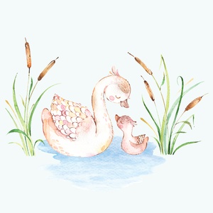 Postcard swans