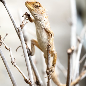 garden lizard - picture 1