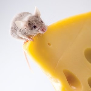 Postcard mouse on cheese
