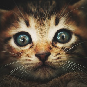 Postcard blue eyed kitten