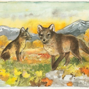 arctic foxes - picture 1