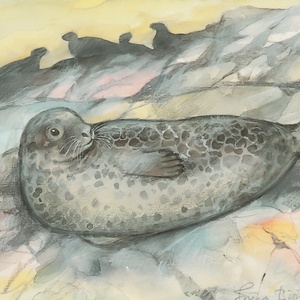 Postcard harbor seal