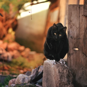 Collection zoran's cats - like a black panter