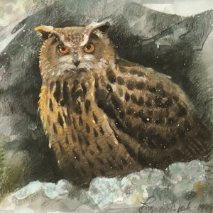 Postcard eagle-owl