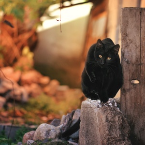 (jak) czarna pantera - zdjęcie 1