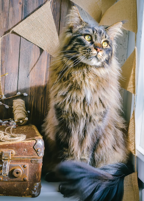 maine coon - picture 1