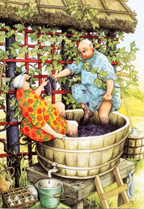 grape harvest - picture 1