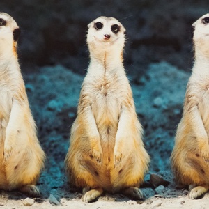 Postcard three meerkats