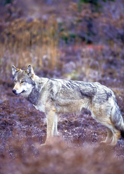 samotny wilk - zdjęcie 1