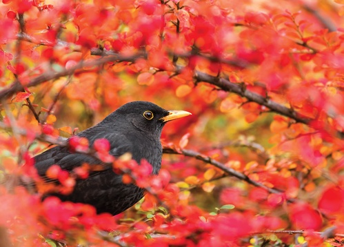 common blackbird - picture 1